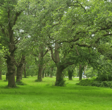 Patient Experience Header Odiham Common