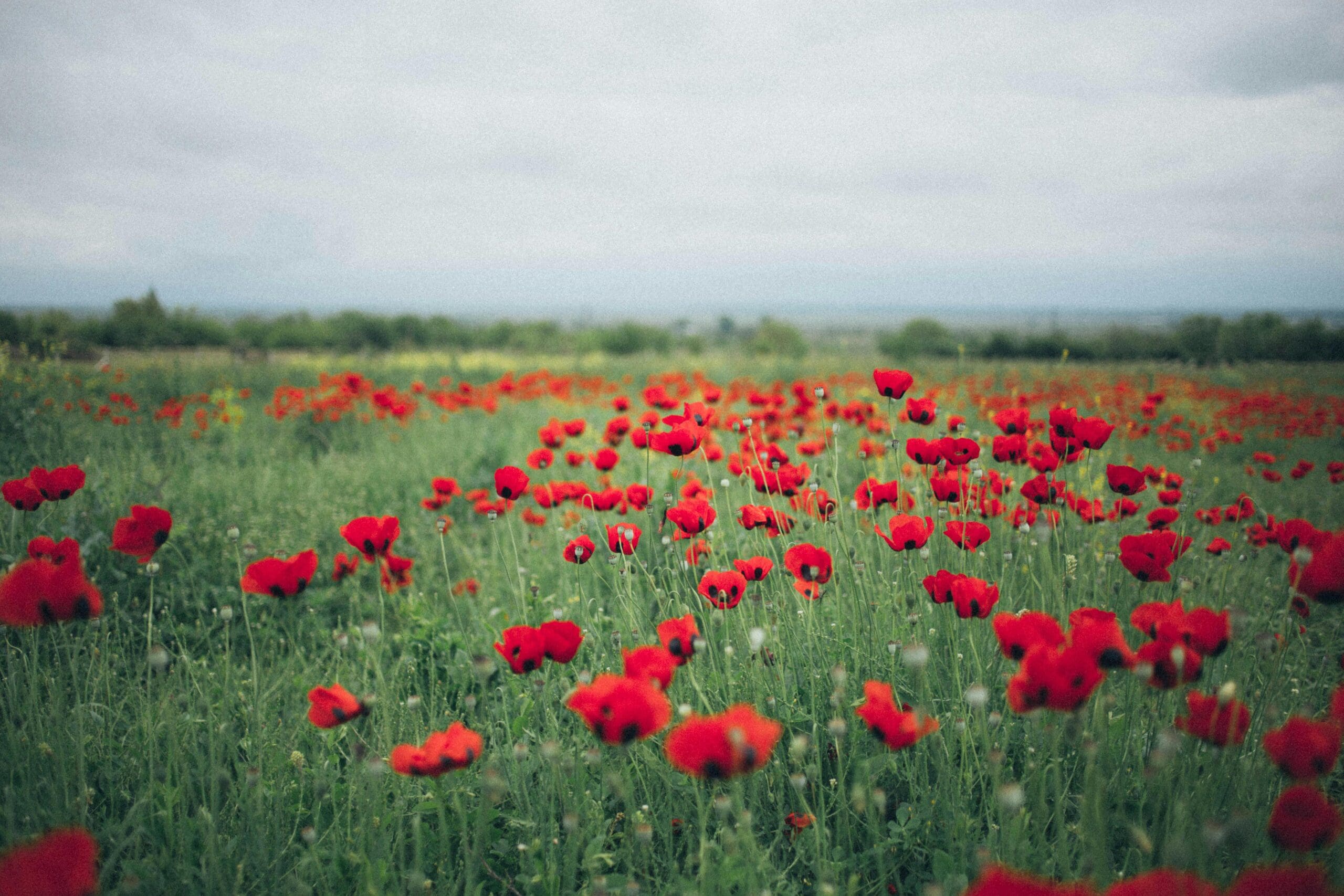 Remembrance 2024